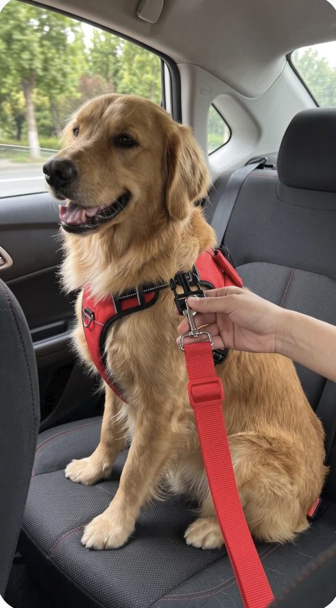 Una mano engancha el mosquetón al arnés del perro